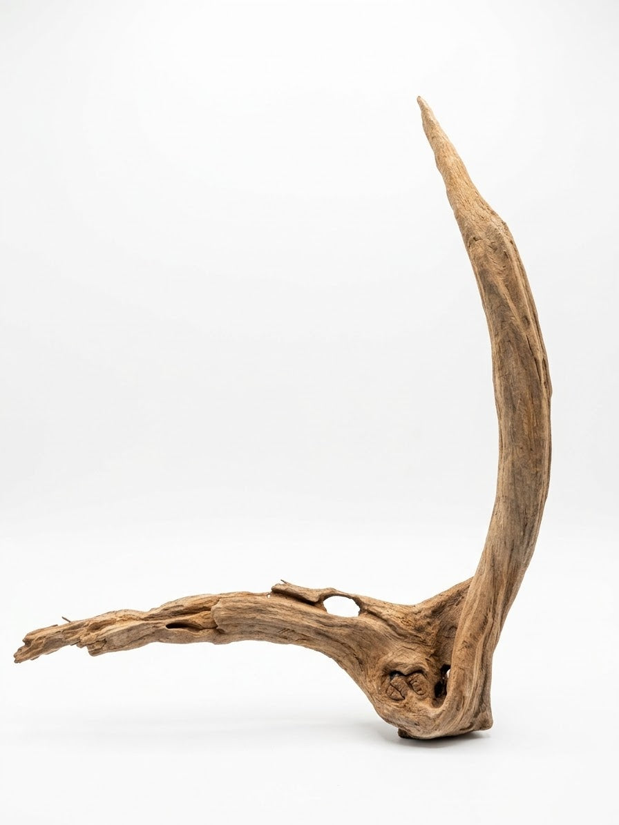 Longhorn Wood