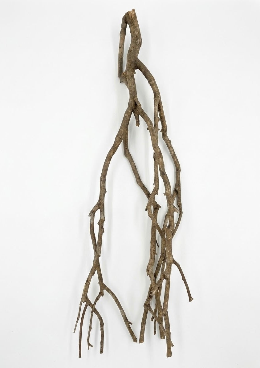 Bois de Talawa – 40 à 50 cm