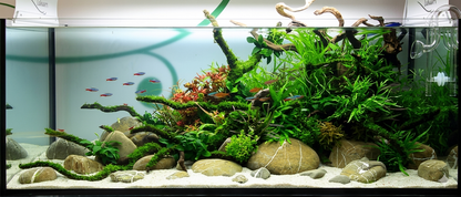Riverstone pour aquarium lot de 1kg