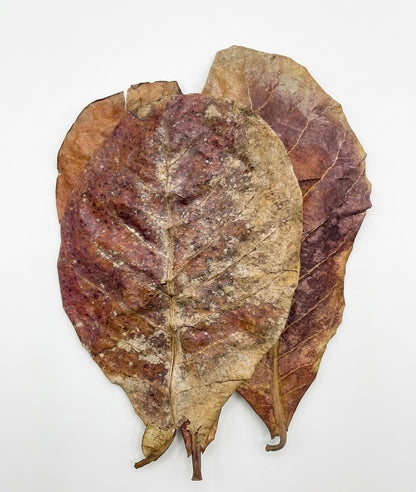 Feuilles de Catappa Naturelles pour Aquarium | Lot de 5 Feuilles