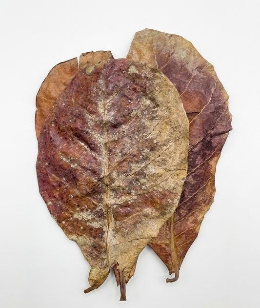 Feuilles de Catappa Naturelles pour Aquarium | Lot de 5 Feuilles