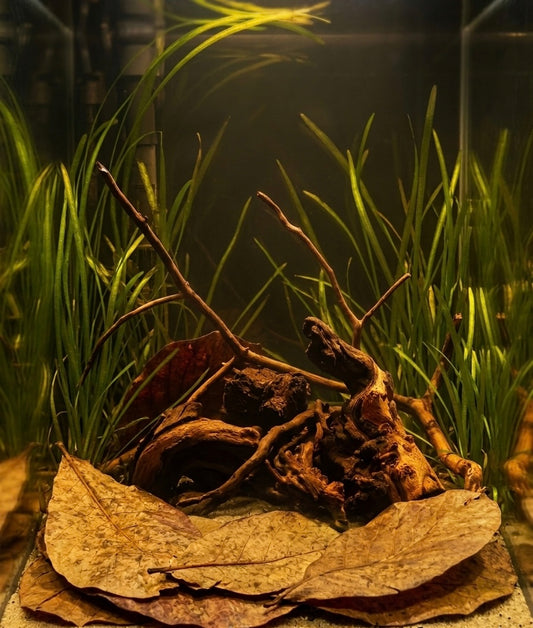 Feuilles de Catappa Naturelles pour Aquarium | Lot de 5 Feuilles