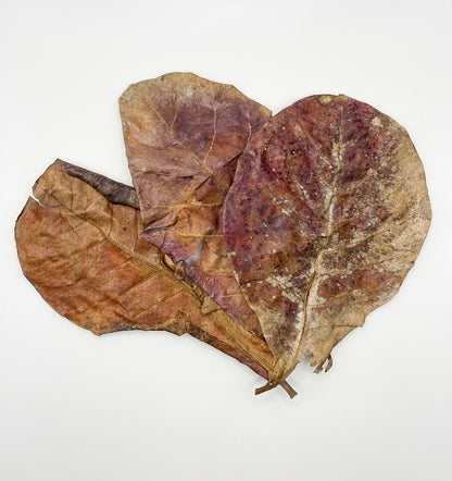 Feuilles de Catappa Naturelles pour Aquarium | Lot de 5 Feuilles